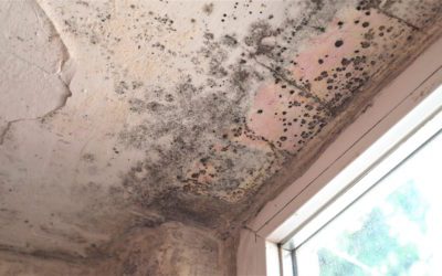 The Dangers of Mold and How to Avoid It