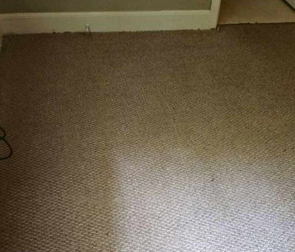 clean carpets