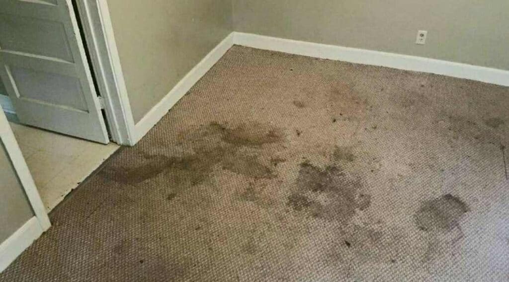 dirty carpets