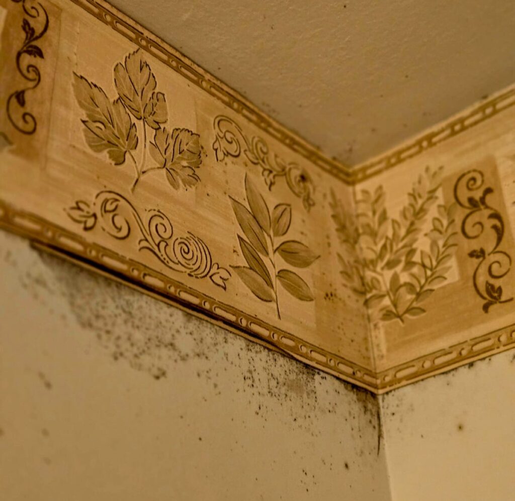 signs of mold on drywall